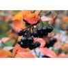 Viheraarni Aronia Melanocarpa