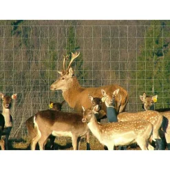 Outlet AB Polar Eläinverkko Zn hitsattu 2,0x50 m muuttuva silmäkoko