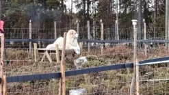Clearance AB Polar Eläinverkko Zn 1,5x50 m muuttuva silmäkoko