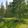 New AB Polar Eläinverkko Zn 1,2x50 m muuttuva silmäkoko (50 m)