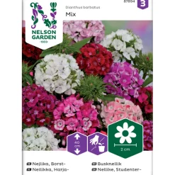 Best Nelson Garden Harjaneilikka , seos, siemenet