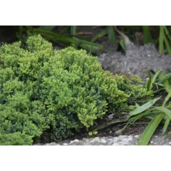 Sale Viheraarni Harokataja Juniperus procumbens Nana 30-40
