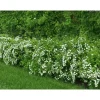 New Viheraarni Idänvirpiangervo Spiraea chamaedryfolia