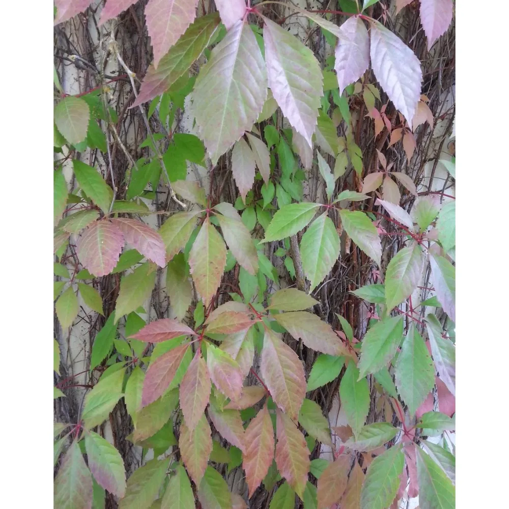 Best Viheraarni Imukärhivilliviini Parthenocissus quinq. Engelmannii