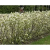 Online Viheraarni Isotuomipihlaja Amelanchier spicata aitataimi