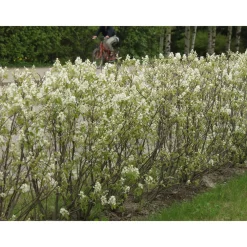 Online Viheraarni Isotuomipihlaja Amelanchier spicata aitataimi