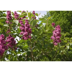 Best Viheraarni Jalosyreeni Syringa Charles Joly