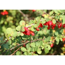 Online Viheraarni Japaninhappomarja Berberis thunbergii