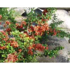 Online Viheraarni Japaninruusukvitteni Chaenomeles japonica