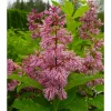 Clearance Viheraarni Kaarisyreeni Syringa x josiflexa Veera