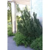 Viheraarni Kartiomarjakuusi Taxus x media Hillii 40-50