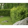 Viheraarni Kartiotuija Thuja occ. Brabant 180-200