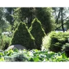 Online Viheraarni Kartiovalkokuusi Picea glauca Conica 40-50