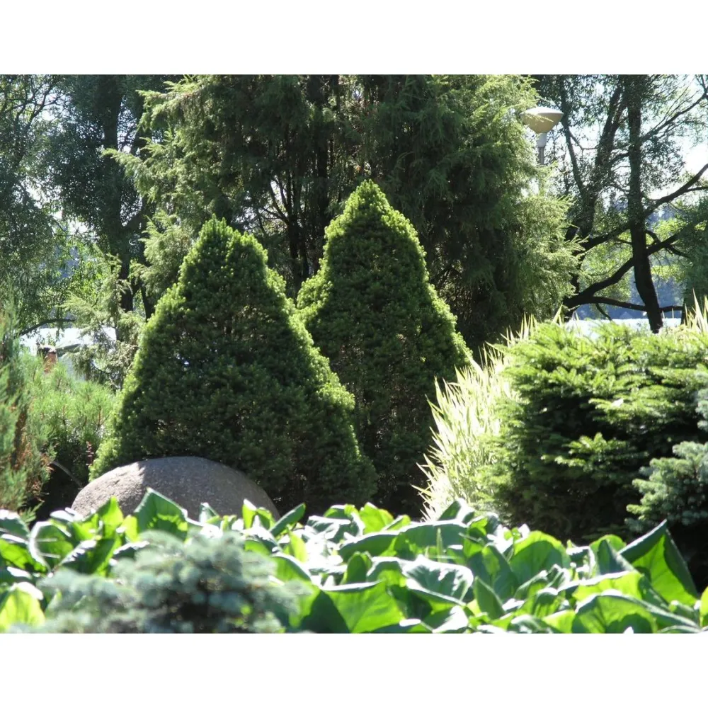 Online Viheraarni Kartiovalkokuusi Picea glauca Conica 40-50