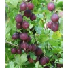 Best Viheraarni Karviainen Ribes Lepaan Punainen