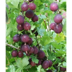 Best Viheraarni Karviainen Ribes Lepaan Punainen