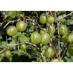 Hot Viheraarni Karviainen Ribes Hinnonmäen Keltainen