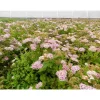 Sale Viheraarni Keijuangervo Spiraea jap. Little Princess