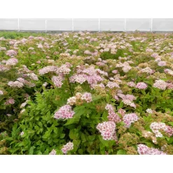 Sale Viheraarni Keijuangervo Spiraea jap. Little Princess
