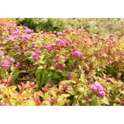 Hot Viheraarni Keltajapaninangervo Spiraea jap. Magic Carpet