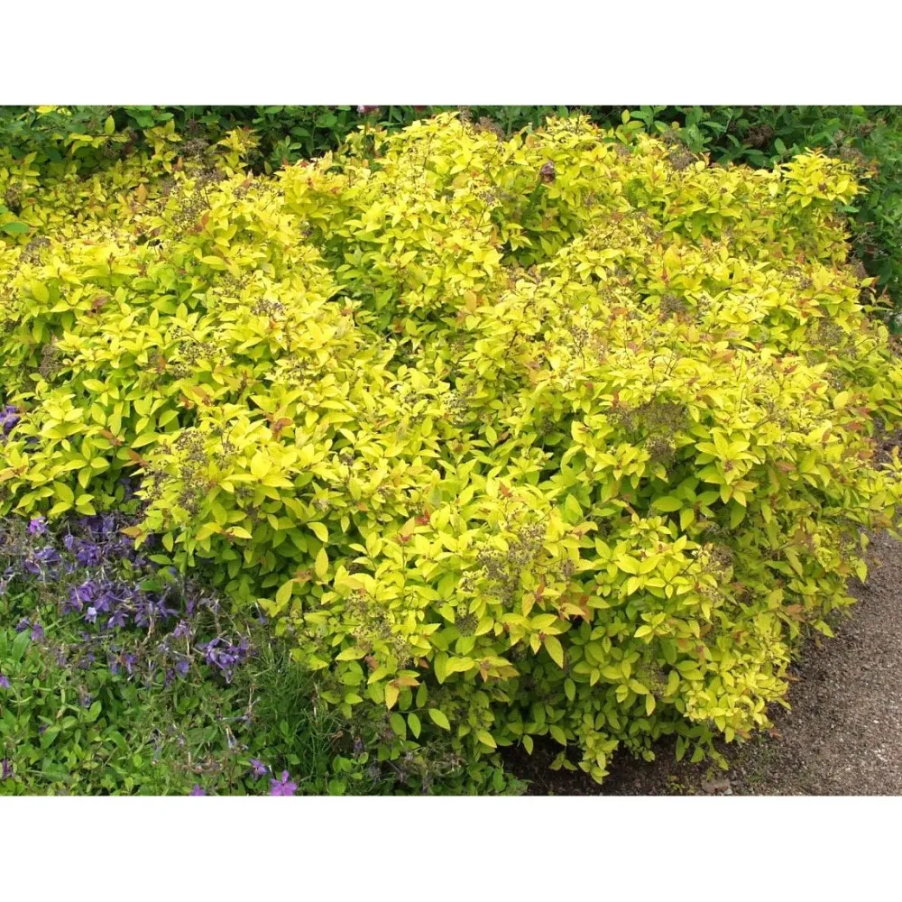 Best Viheraarni Keltakeijuangervo Spiraea jap. Golden Princess