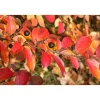 New Viheraarni Kiiltotuhkapensas Cotoneaster lucidus