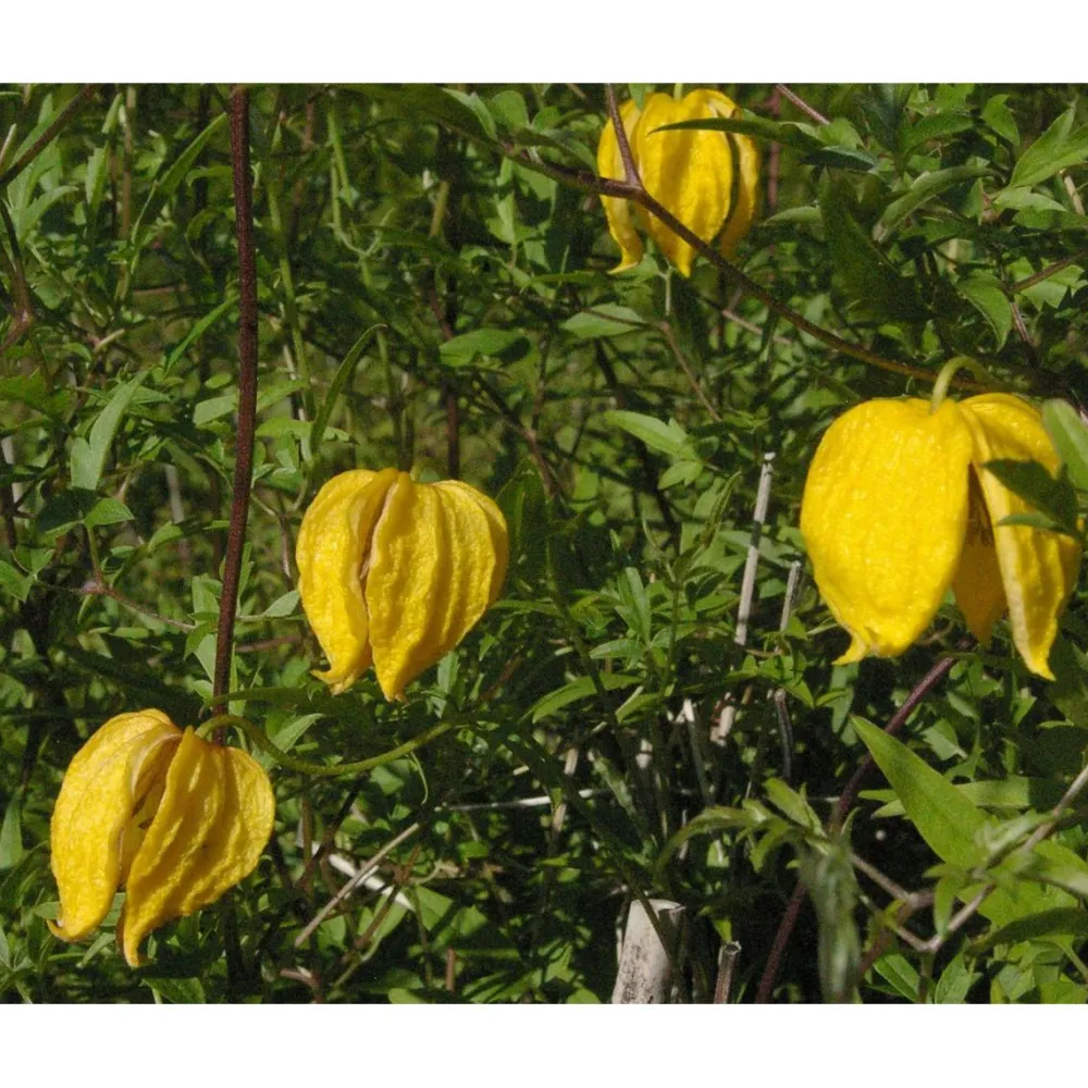 Hot Viheraarni Kiinankeltakärhö Clematis tangutica