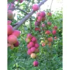 Hot Viheraarni Kirsikkaluumu Prunus Cerasifera Kometa
