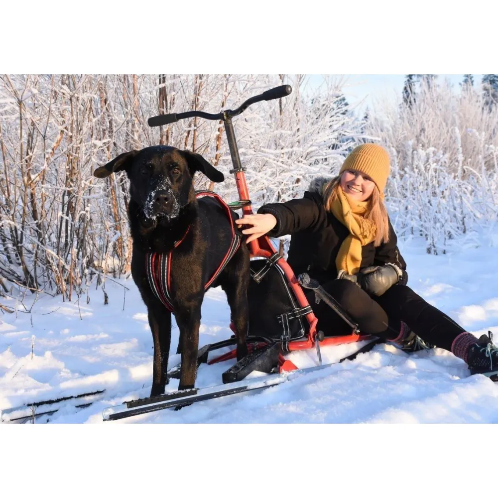 Hot Esla Koirarekikelkka Adventure