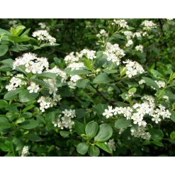 Best Viheraarni Koristearonia Aronia x prunifolia