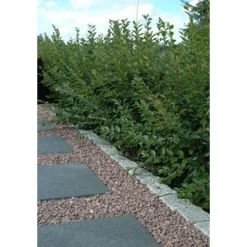 Sale Kekkilä Koristekivi Punainen Graniitti 8-12 mm 42 säkkiä x 25 kg lava 1050 kg