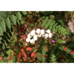 New Viheraarni Koruhelmipihlaja Sorbus Koehneana