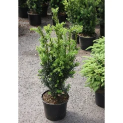 Clearance Viheraarni Kääpiöjapaninmarjakuusi Taxus cuspidata Nana 30-40