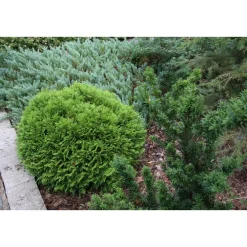 Hot Viheraarni Kääpiöpallotuija Thuja occ. Danica 25-30