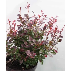 Best Viheraarni Kääpiöpurppurahappomarja Berberis thunbergii Atropurpurea Nana