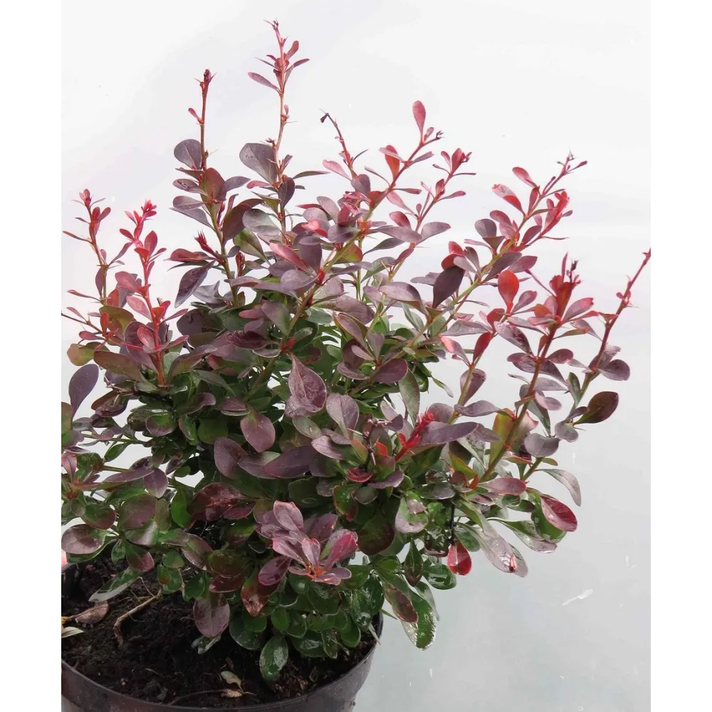 Best Viheraarni Kääpiöpurppurahappomarja Berberis thunbergii Atropurpurea Nana