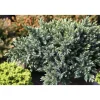 Hot Viheraarni Kääpiösinikataja Juniperus sq. Blue Star 20-25
