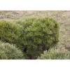 New Viheraarni Kääpiövuorimänty Pinus mugo var. Pumilio 25-30