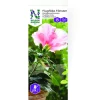 Clearance Nelson Garden Kärpäsansa ikkunaan , 8kpl