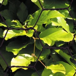 Clearance Hortus Kudottu verkko 25x1000mm 0,7mm 10m musta