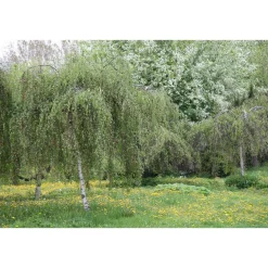 Online Viheraarni Kyynelkoivu Betula pendula Youngii 150
