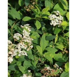 Sale Viheraarni Lamopensasangervo Spiraea decumbens
