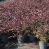 Sale Viheraarni Lamovuohenkuusama Diervilla X Splendens Diva