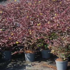 Sale Viheraarni Lamovuohenkuusama Diervilla X Splendens Diva