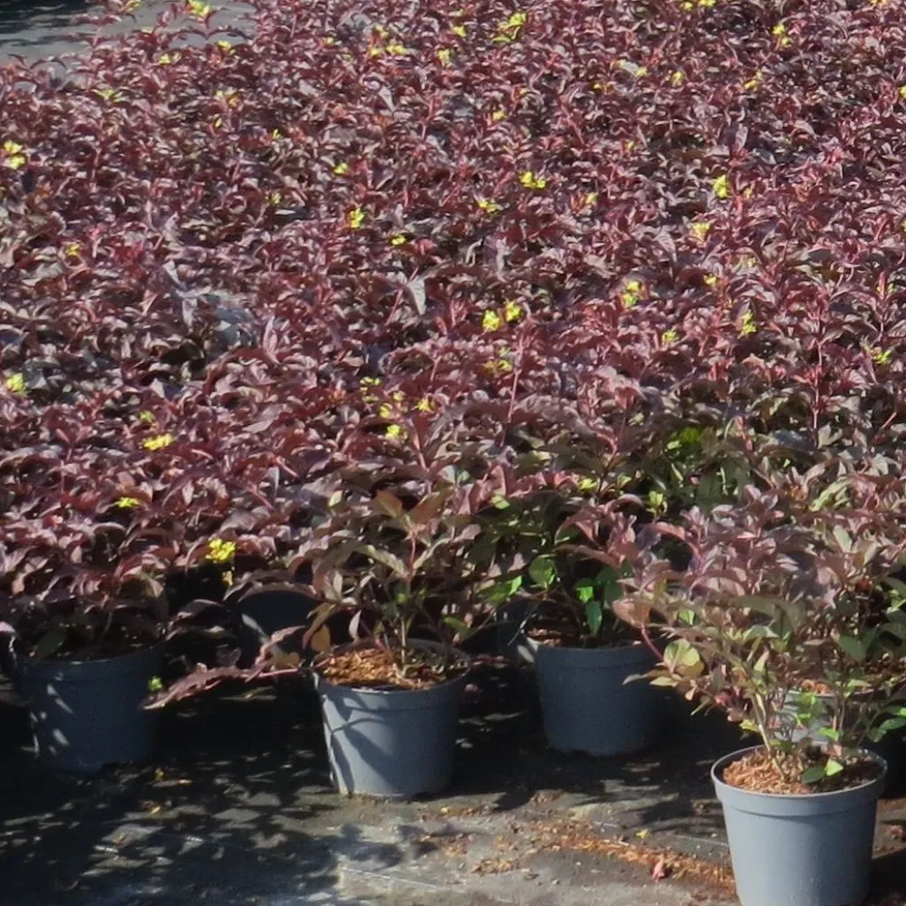 Sale Viheraarni Lamovuohenkuusama Diervilla X Splendens Diva