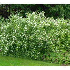 Viheraarni Lännenheisiangervo Physocarpus opulifolius