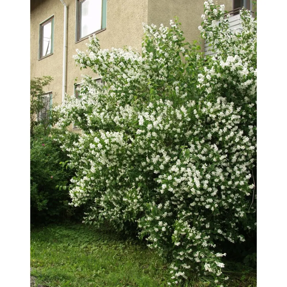Clearance Viheraarni Loistojasmike Philadelphus lewisii Tähtisilmä