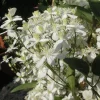 Viheraarni Lumikärhö Clematis Summer Snow