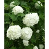 Best Viheraarni Lumipalloheisi Viburnum opulus Pohjan Neito