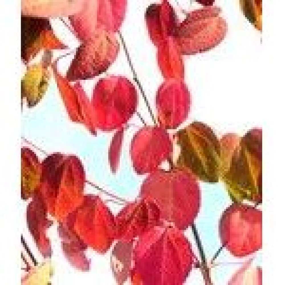 New Viheraarni Marjatuomipihlaja Amelanchier Alnifolia Obelisk 150-200